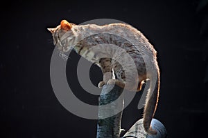 Rusty-spotted cat (Prionailurus rubiginosus phillipsi).