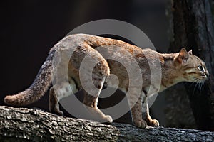 Rusty-spotted cat Prionailurus rubiginosus phillipsi. photo