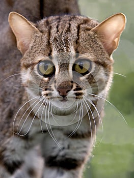 Rusty-Spotted Cat, prionailurus rubiginosus, Portrait of Adult