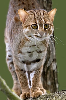 Rusty-Spotted Cat, prionailurus rubiginosus standing on Branch