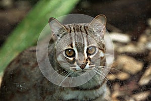 Rusty-spotted cat (Prionailurus rubiginosus). photo