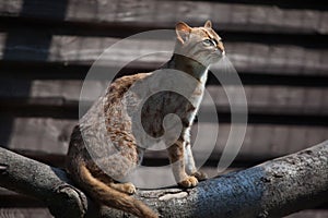 Rusty-spotted cat (Prionailurus rubiginosus phillipsi). photo