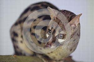 Rusty-spotted genet photo