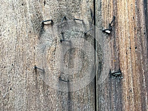 Rusty staples on Old planked wood texture background, Brown colour, Vintage wooden wall, Abstract background