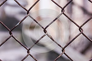 Rusty steel chain link or wire mesh as boundary wall. There is still concrete block wall behind the mesh.