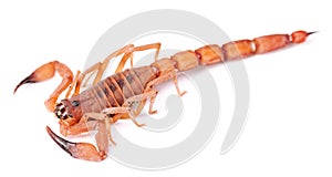 The Rusty Thick Tail Scorpion