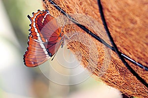 Rusty-tipped page butterfly