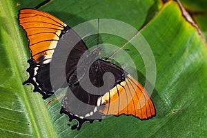 Rusty-tipped Page butterfly - Siproeta epaphus