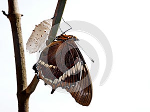 Rusty tipped page butterfly spiroeta epaphus out of its pupa white background