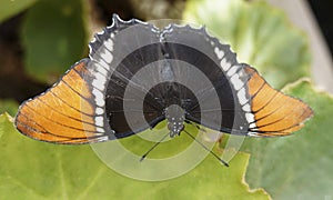 Rusty-tipped page Siproeta epaphus