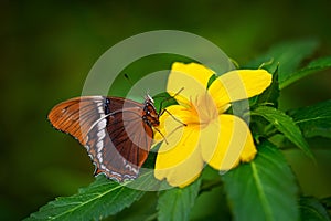 Rusty-tipped Page, Siproeta epaphus, orange insect on flower bloom in the nature habitat. a butterfly in Brazil, South America.