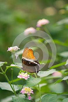 A rusty-tipped page sitting on a blossom drinking nectar