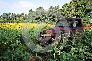 A Rusty Truck Amidst a Field of Sunflowers
