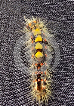 Rusty Tussock Moth Caterpillar