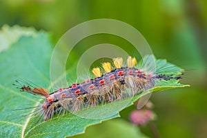 Rusty tussock moth caterpillar, Orgyia antiqua larva on leaf