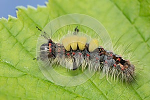 Rusty tussock moth, Orgyia antiqua larva on leaf