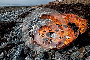 Rusty wheel