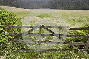 Rusty wooden door in the countryside with forest. Foggy day