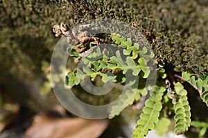 Rustyback fern
