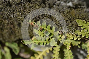 Rustyback fern