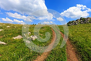 Rut road across mountain meadow