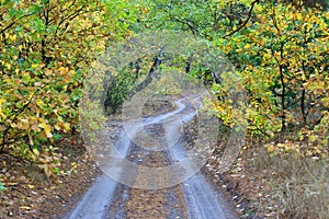 Rut road in autumn forest