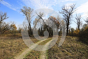 Rut road in leafless forest