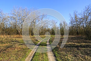 Rut road in spring forest