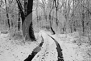 rut road in winter forest