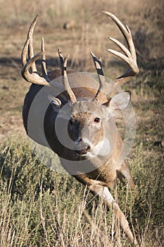 The rut is on for whitetail deer