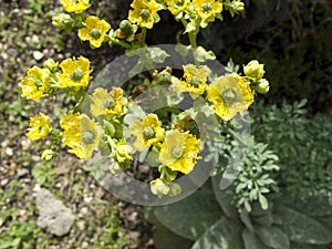 Ruta chalepensis yellow flower photo