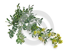 Ruta commonly known as rue Ruta graveolens rue or common rue. Isolated on white background