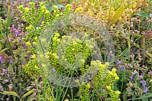 Ruta graveolens. Aromatic flowers in rural garden. Sunny day. photo