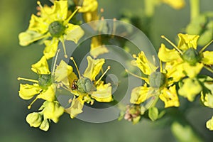 Ruta graveolens is a perennial herb photo