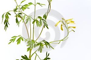 Ruta graveolens with yellow flowers photo