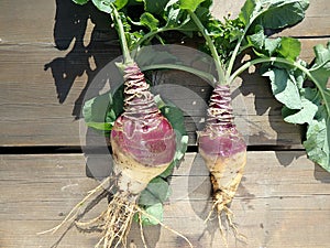 Rutabaga - crop harvest