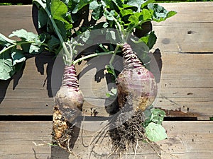 Rutabaga - crop harvest