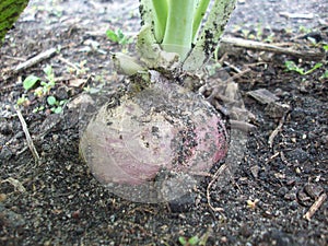 Rutabaga