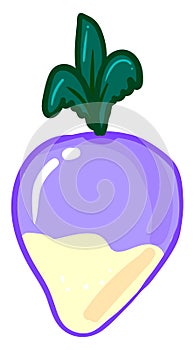 Rutabaga, illustration, vector