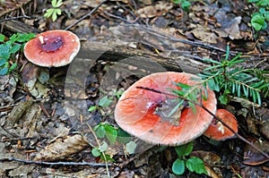 Rutabaga mushroom with a red hat and a white stalk grows on a meadow