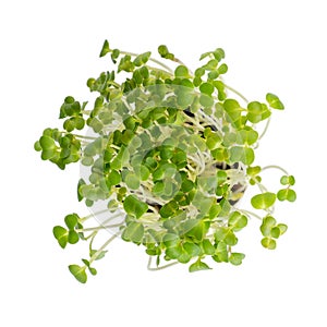 Rutabaga sprouts in egg shell isolated on white background. Top view. Easter decoration. Gardening concept. Concept of beginning