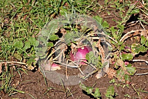 Rutabaga or Swede cold weather root vegetable plants with visible edible roots and small dark green leaves in home garden