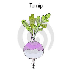 Rutabaga or Swede, or turnip Brassica napobrassica , root vegetable