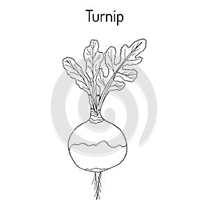 Rutabaga or Swede, or turnip Brassica napobrassica , root vegetable