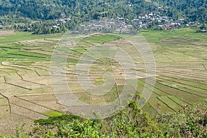 Ruteng - A close up on the Lingko Spider Web Rice Fields