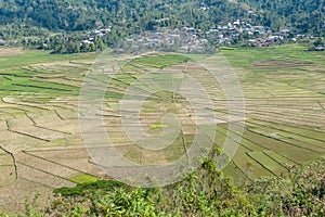 Ruteng - A close up on the Lingko Spider Web Rice Fields photo