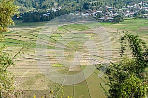 Ruteng - A close up on the Lingko Spider Web Rice Fields photo