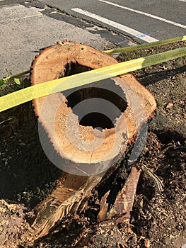 Hollow Tree, Tree Stump, Aftermath Of Tropical Storm Isaias, Rutherford, NJ, USA