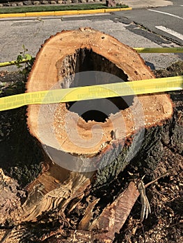 Tree Stump, Hollow Tree, Aftermath Of Tropical Storm Isaias, Rutherford, NJ, USA