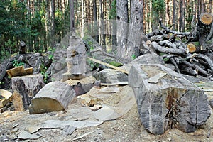 Ruthless felling of old age-old pine forest photo